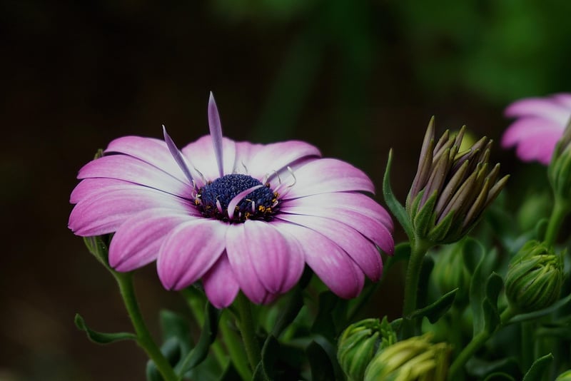 Colorful Petals