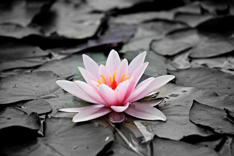 Tranquil Zen Spaces